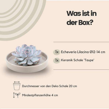 Sukkulente – Echeveria lilacina ROOTLESS – Ø20cm Schale „Taupe“ – Zimmerpflanze ohne Wurzeln – Pflegeleichte Schnitt-Sukkulente als Tischdeko & Geschenkidee