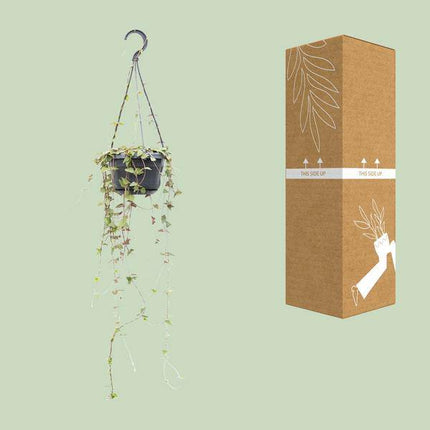 Ceropegia Linearis Remy – String of Hearts – Ø14cm – ↕38cm – Hängende Sukkulente mit herzförmigen Blättern – Luftreinigend & pflegeleicht – Für Innenräume & halbschattige Plätze