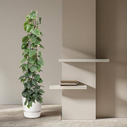 Baumfreund – Philodendron Scandens – Zimmerpflanze – 160cm – Ø27cm – pflegeleichte Kletterpflanze mit herzförmigen Blättern für Wohnung, Büro und Wintergarten
