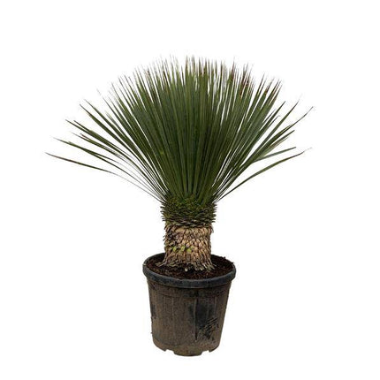 Palmlilie – Yucca Rostrata 100cm – Ø38cm – Exotische Wüstenpflanze mit blaugrauen Blättern – Pflegeleichte Zimmer- & Kübelpflanze für Wohnzimmer, Terrasse & Garten