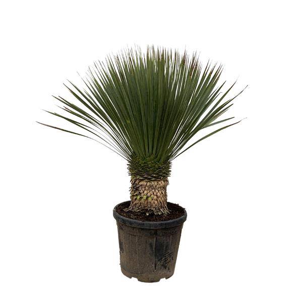 Palmlilie – Yucca Rostrata 100cm – Ø38cm – Exotische Wüstenpflanze mit blaugrauen Blättern – Pflegeleichte Zimmer- & Kübelpflanze für Wohnzimmer, Terrasse & Garten