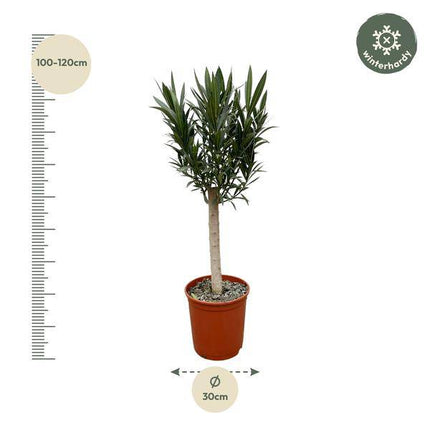 Rosenlorbeer – Nerium Oleander auf Stiel 110cm – Ø22cm – Immergrüne Kübelpflanze mit roten Blüten – Mediterrane Zierpflanze für Garten, Terrasse & Balkon – Duftend & pflegeleicht