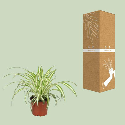 Grünlilie Chlorophytum – Ø12cm – 20-25cm hoch – Pflegeleichte Zimmerpflanze – Luftreinigend & haustierfreundlich für Wohnraum Büro & Schlafzimmer