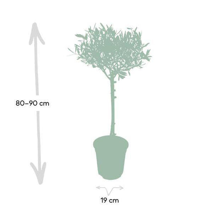 Olivenbaum Olea europaea – Mediterrane Zimmer- & Terrassenpflanze – Höhe ca. 90cm – Ø19cm – Immergrün & dekorativ – Robust & pflegeleicht