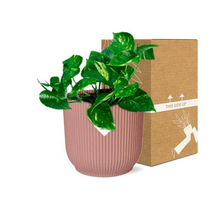 Efeutute Epipremnum Pinnatum Aureum Zimmerpflanze – pflegeleichte Grünpflanze für Wohnzimmer, Büro & helle Standorte kaufen