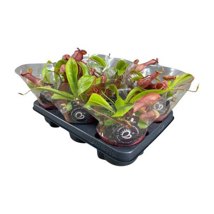 Fleischfressende Pflanze – Nepenthes Alata – Kannenpflanze – Ø12cm – ↕17cm – Exotische Zimmerpflanze mit dekorativen Kannenfallen – Pflegeleicht & dekorativ