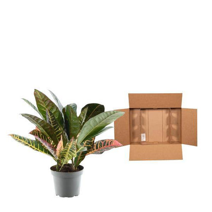 Codiaeum variegatum 'Petra' – Wunderstrauch – Buntblättrige Zimmerpflanze – Exotische Dekopflanze – Pflegeleicht – ↕30cm – Ø12cm