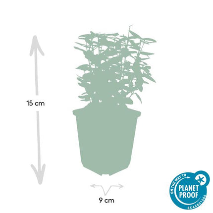 Spindelstrauch Euonymus fortunei 'Emerald 'n Gold' – 6 Pflanzen – ↕10-25cm – Ø9cm – Immergrün, gelb – grünes Laub – Hecke, Beet & Solitär