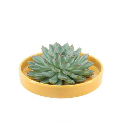 Sukkulente – Echeveria pulidonis ROOTLESS – Ø20cm Schale „Gelb“ – Zimmerpflanze ohne Wurzeln – Pflegeleichte Schnitt-Sukkulente als Tischdeko & Geschenkidee