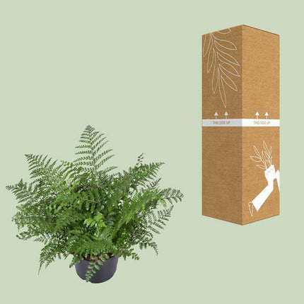 Nestfarn – Asplenium Parvati – Zimmerpflanze – Ø23cm – 55cm hoch – pflegeleichte Grünpflanze für Innenräume – dekorativer Farn für Wohnzimmer & Büro