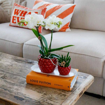 Set aus weißer Orchidee & Rhipsalis auf Bambustablett Zimmerpflanze – pflegeleichte Sukkulente für Wohnzimmer, Büro & helle Standorte kaufen