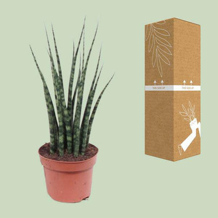 Bogenhanf – Sansevieria Fernwood Mikado – Zimmerpflanze – Ø12cm – ↕40cm – Schwiegermutterzunge – pflegeleicht & luftreinigend – kompakte Schlangenpflanze für Zuhause & Büro