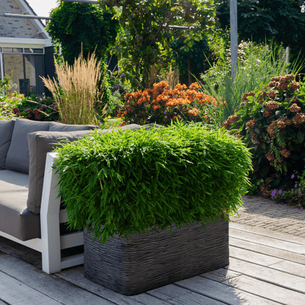 Fargesia murieliae Moontears Boobux – Bambus – immergrün & winterhart – nicht invasiv – Ø29cm – ↕70cm Höhe – ideal für Garten, Terrasse & Hecken