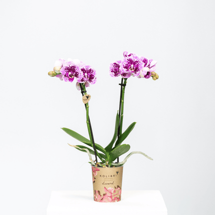 Phalaenopsis Orchidee Rosa Lilac Diamond-Linie – Zimmerpflanze – Ø9cm – Einzigartige Muster