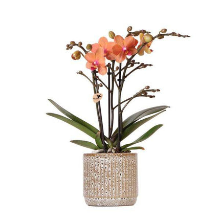 Orange Phalaenopsis Orchidee – Mineral Bolzano – Ø9cm Jaguar Topf – Blühende Zimmerpflanze mit 2-3 Zweigen
