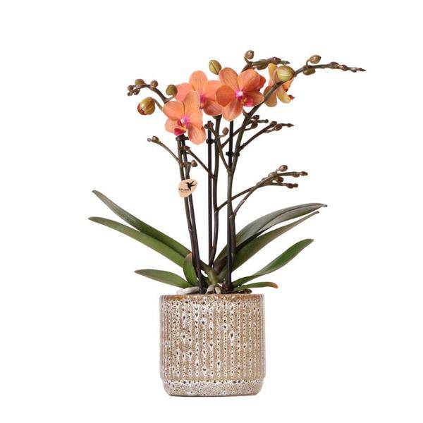 Orange Phalaenopsis Orchidee – Mineral Bolzano – Ø9cm Jaguar Topf – Blühende Zimmerpflanze mit 2-3 Zweigen