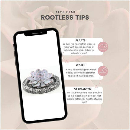 Sukkulente – Echeveria lilacina ROOTLESS – Ø20cm Schale „Concrete“ – Zimmerpflanze ohne Wurzeln – Pflegeleichte Schnitt-Sukkulente als Tischdeko & Geschenkidee