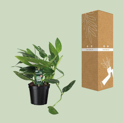Baumfreund – Philodendron Cobra Toef – Zimmerpflanze – Ø17cm – ↕50cm – Tropische & pflegeleichte Grünpflanze – Luftreinigende Blattschmuckpflanze