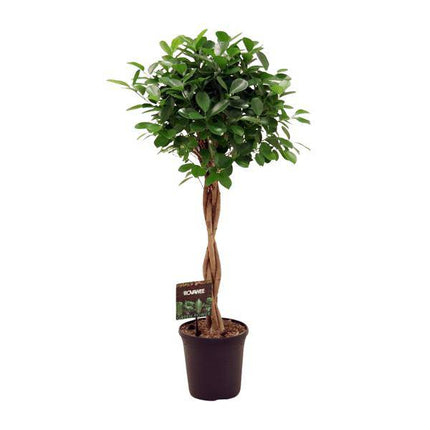Chinesische Feige – Ficus Microcarpa Moclame – Ø23cm – ↕110cm – Elegante Zimmerpflanze mit dichtem, grünem Laub – Pflegeleichter Ficus für Wohnzimmer, Büro & Wintergarten