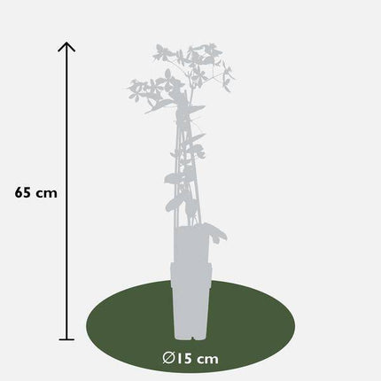 Waldrebe Clematis armandii Apple Blossom – Immergrüne Clematis – Hellrosa Blüten – Ø15cm – ↕65cm Kletterpflanze – Duftende Blüten – Wintergrün