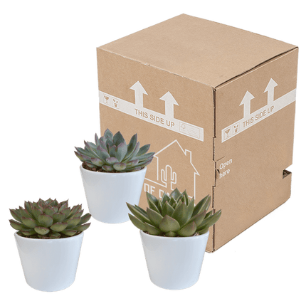 Echeveria Mix – Steinrose 3 Pflanzen – Ø10,5cm Zimmerpflanzen im weißen Topf – Verschiedene Sukkulenten