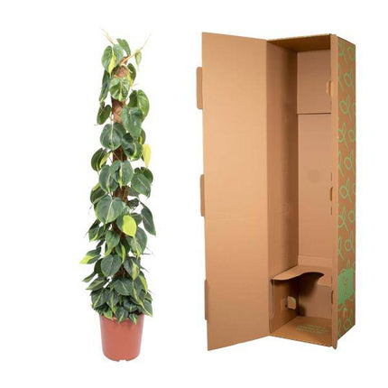 Baumfreund – Philodendron Scandens Brasil 150cm – Ø27cm – Kletterpflanze mit Moosstock – Herzförmige Blätter – Pflegeleichte Zimmerpflanze für Wohnzimmer, Büro & Wintergarten