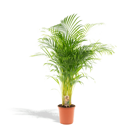 Areca-Palme – Betelpalme Dypsis lutescens – Ø24cm – 130cm Höhe – Luftreinigende Goldfruchtpalme – Tropische Zimmerpflanze für gesundes Raumklima