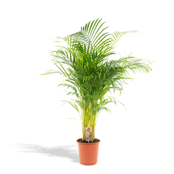 Areca-Palme – Betelpalme Dypsis lutescens – Ø24cm – 130cm Höhe – Luftreinigende Goldfruchtpalme – Tropische Zimmerpflanze für gesundes Raumklima
