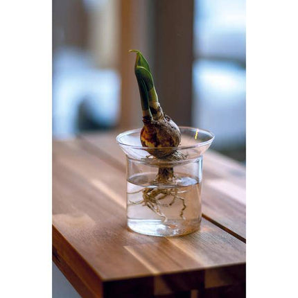 Vermehrungsvase M – Ø9cm x H11,5cm – Glas Vase zur Pflanzenvermehrung – Ideal für Samen, Nüsse, Blumenzwiebeln & Stecklinge – Lehrreich & dekorativ