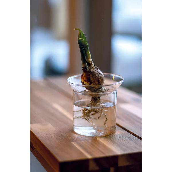 Vermehrungsvase M – Ø9cm x H11,5cm – Glas Vase zur Pflanzenvermehrung – Ideal für Samen, Nüsse, Blumenzwiebeln & Stecklinge – Lehrreich & dekorativ