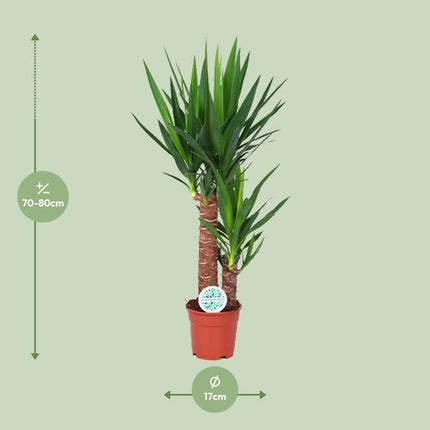 Palmlilie – Yucca Elephantipes – Zimmerpflanze – Ø17cm – Höhe ca. 80cm – pflegeleicht & luftreinigend