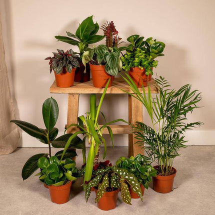 Außenseiterbox – 12 einzigartige Zimmer- und Gartenpflanzen – Ø12cm – bunte Mischung – Pflegeleicht – vielseitig & robust