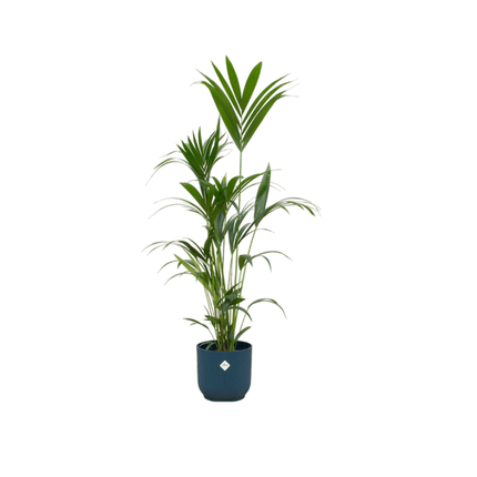 Kentia Palme – Forstersche Kentia – Zimmerpflanze ca. 160cm – ø30cm – inkl. Pflanzgefäß Vibes Fold Blau – Tropische XL-Palme für Wohnzimmer, Büro & Wintergarten