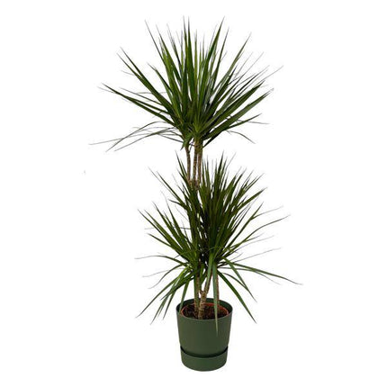 Dracaena Marginata – Drachenbaum – Zimmerpflanze ca. 120cm – Ø21cm – inkl. Pflanzgefäß Echo Greenville Grün D24xH23