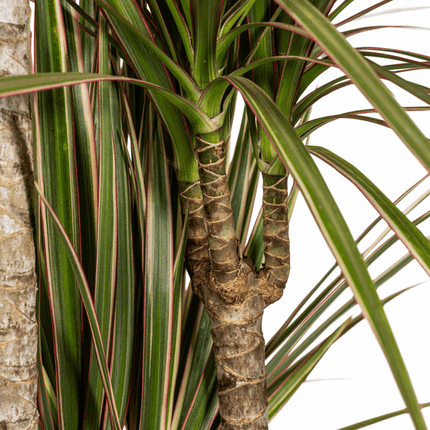 Dracaena Marginata Bicolor – Drachenbaum – Ø21cm – ↕110-130cm – Elegante Zimmerpflanze mit zweifarbigen Blättern – Pflegeleicht & luftreinigend