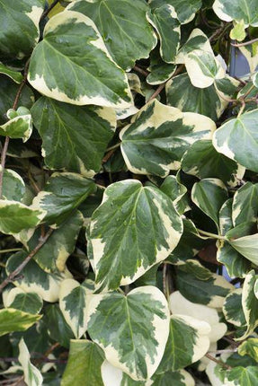 Buntlaubiger Kaukasischer Efeu – Hedera colchica 'Dentata Variegata' – 4 Pflanzen – Ø15cm – ca. 65cm hoch – Winterharte immergrüne Kletterpflanze für Garten, Pergola & Zaun