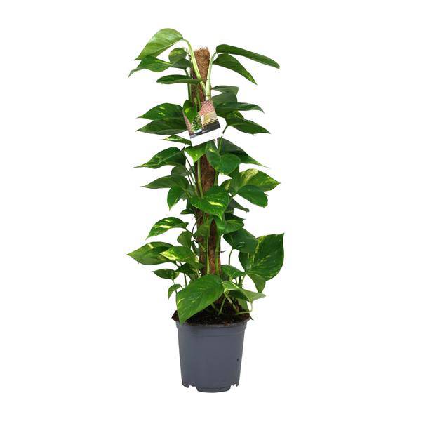 Efeutute Scindapsus Epipremnum – Ø19cm – ↕80cm – Pflegeleichte Rankpflanze & luftreinigende Zimmerpflanze – Große Grünpflanze für Wohnzimmer, Büro & Wintergarten
