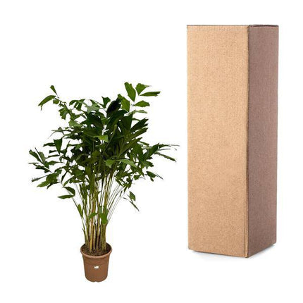 Caryota Mitis – Fischschwanzpalme – Zimmerpflanze ↕210cm – Ø40cm – Tropische Rarität mit gefiederten Blättern – XXL Palme für Zimmer & Büro