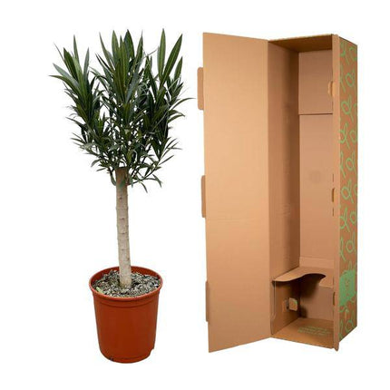 Rosenlorbeer – Nerium Oleander 110cm – Ø22cm – Immergrüne Kübelpflanze mit weißen Blüten – Mediterrane Zierpflanze für Garten, Terrasse & Balkon – Duftend & pflegeleicht