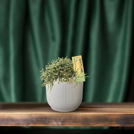 Korallenkaktus Rhipsalis Burchellii – Ø12cm – ↕20cm – Pflegeleichte Zimmerpflanze mit hängenden Trieben – Exotischer Mistelkaktus für Wohnzimmer, Büro & Wintergarten