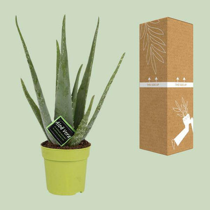 Echte Aloe – Aloe Vera – Zimmerpflanze – Ø12cm – ↕45cm – pflegeleichte Sukkulente für sonnige Standorte & modernes Wohndesign