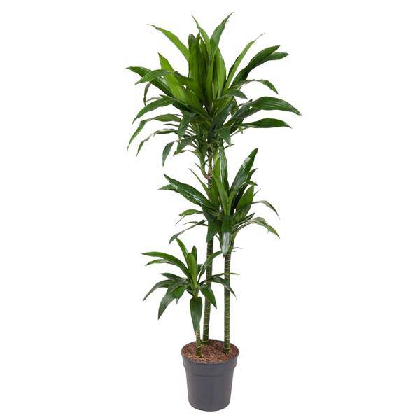 Drachenbaum – Dracaena Janet Craig 150cm – Ø24cm – Zimmerpflanze mit breiten dunkelgrünen Blättern – Elegante pflegeleichte Grünpflanze für Wohnzimmer, Büro & Wintergarten