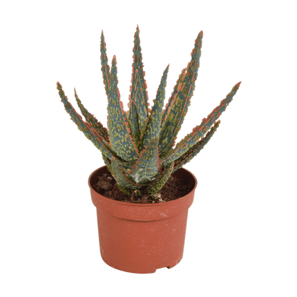 Sukkulente Aloe Zebrina Dannyz – Zimmerpflanze Ø10,5cm – Sternförmige Blätter mit orangefarbenen Akzenten – Pflegeleicht & dekorativ