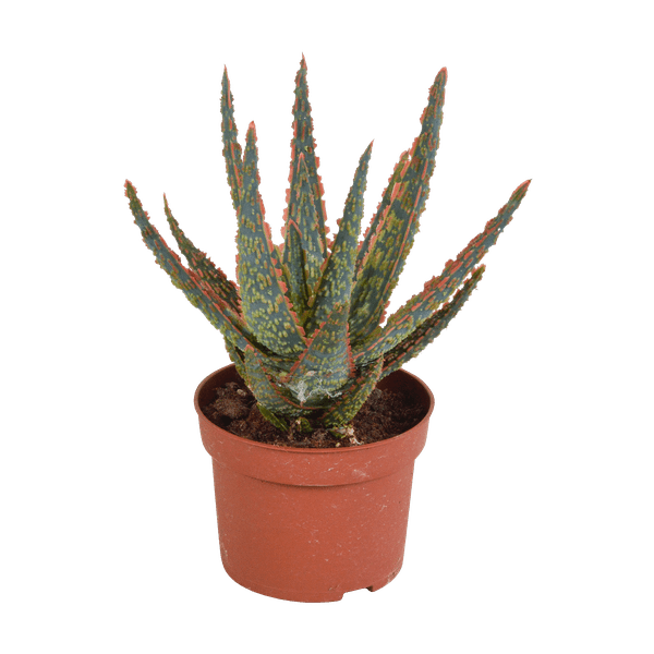 Sukkulente Aloe Zebrina Dannyz – Zimmerpflanze Ø10,5cm – Sternförmige Blätter mit orangefarbenen Akzenten – Pflegeleicht & dekorativ
