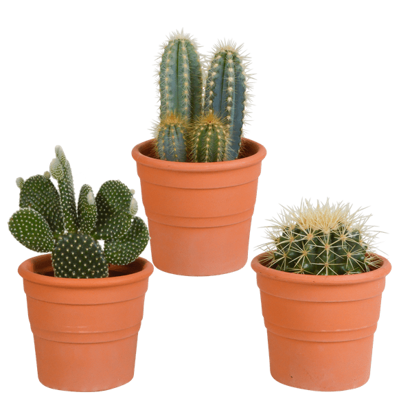 Kakteen Mix – 3 Pflanzen – Ø10,5cm Zimmerpflanzen im Terrakotta-Topf – Verschiedene Kakteen im mediterranen Tontopf – Pflegeleichte Sukkulenten für Fensterbank, Büro & Wohnzimmer