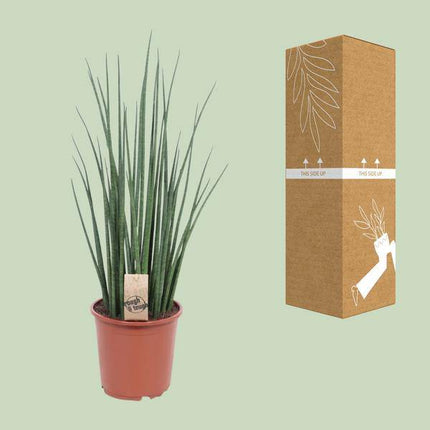 Bogenhanf – Sansevieria Mikado – Zimmerpflanze – Ø19cm – ↕70cm – Schwiegermutterzunge – pflegeleicht & luftreinigend – dekorative grüne Pflanze für Wohnzimmer, Büro & Schlafzimmer