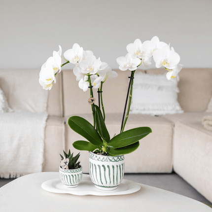 Wolkenteller Ovales Tablett – Weiß – Ø30cm – Dekotablett aus Metall für Orchideen, Pflanzensets & Wohnaccessoires – Modernes Deko