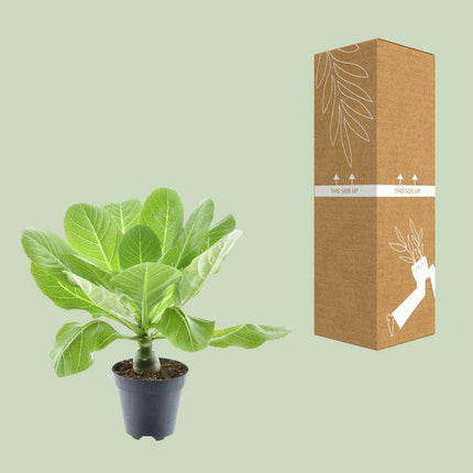 Vulkanpalme – Brighamia insignis 'Hawaii Palme' – Zimmerpflanze – Ø12cm – Höhe ca. 37cm – Exotische Rarität