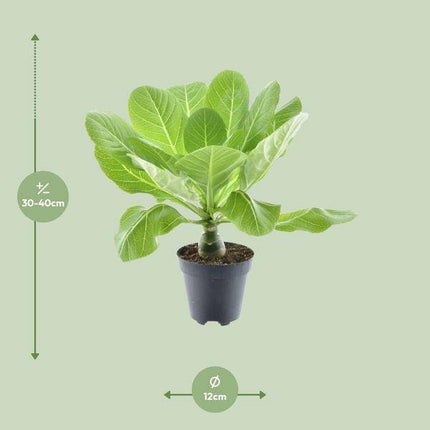Vulkanpalme – Brighamia insignis 'Hawaii Palme' – Zimmerpflanze – Ø12cm – Höhe ca. 37cm – Exotische Rarität