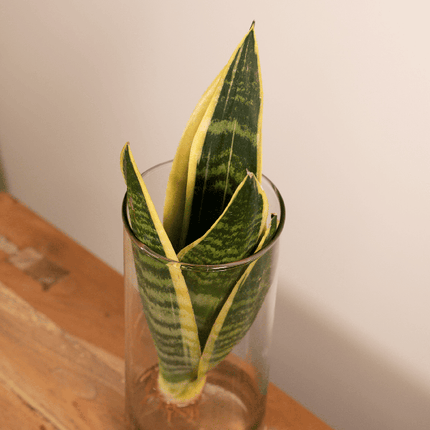 Sansevieria im Glaszylinder – Ø12cm – ↕30cm – Pflegeleichte Zimmerpflanze im dekorativen Glasgefäß – Luftreinigend & robust